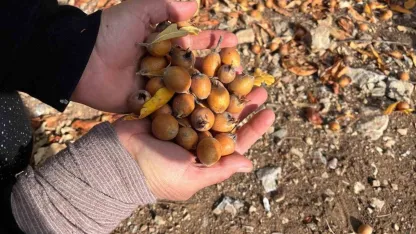 Toros Dağları’nda  gizemli hayırseverin 30 yıl önce aşıladığı meyveler bölge halkına gelir oldu
