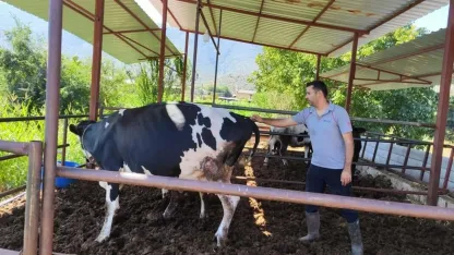 11 mahallede şap karantinası