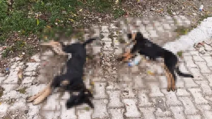 Sahipsiz köpek ölümlerine valilik incelemesi