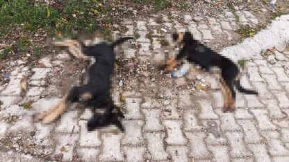 Isparta’da art arda yaşanan köpek ölümlerine valilik inceleme başlattı