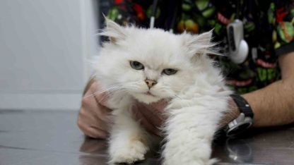 Kedide dünyada görülmemiş anomali: Başarılı operasyonla sağlığına kavuştu