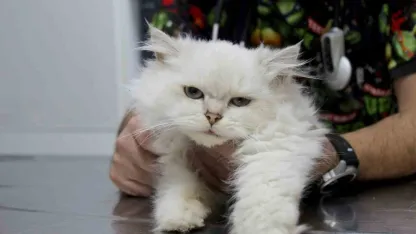 Kedide dünyada görülmemiş anomali: Başarılı operasyonla sağlığına kavuştu