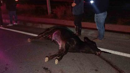 Ağıldan kaçan inek, araçların çarpması sonucu telef oldu