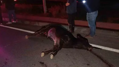 Ağıldan kaçan inek, araçların çarpması sonucu telef oldu