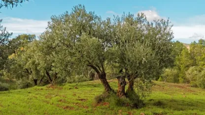 Antalya’ya özgü şifa kaynağı! Neden bu kadar değerli