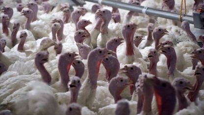 Yılbaşının gözdesi hindi fiyatları Antalya'da belli oldu