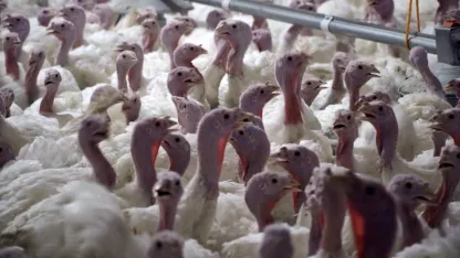 Yılbaşının gözdesi hindi fiyatları Antalya'da belli oldu