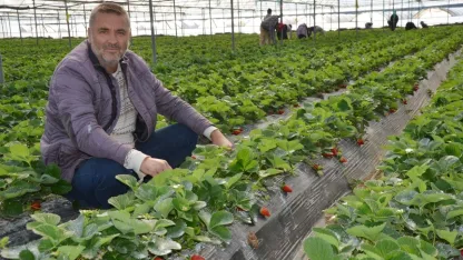Serik'te turfanda çilek hasadı başladı