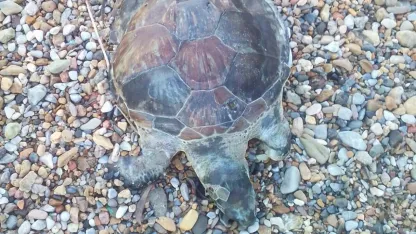 Bodrum'da kıyıya ölü caretta caretta vurdu