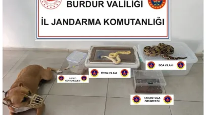 Evde yılan, örümcek ve kertenkele ele geçirildi