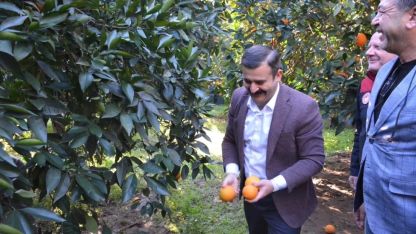 Kaymakam Kumcu, ’Köyceğiz Portakalı’ hasadına katıldı