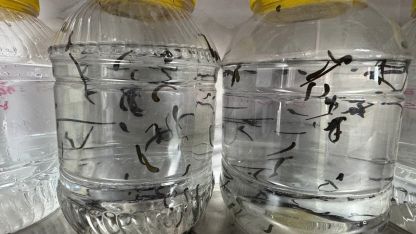 Bilimle gelen şifa: Yılda ortalama 20 bin adet Üretiliyor