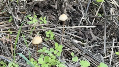 Uzmandan kritik uyarı: Yenilirken dikkat edilmeli