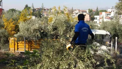 Belediye zeytin ağaçlarını kesti, vatandaş tepki gösterdi