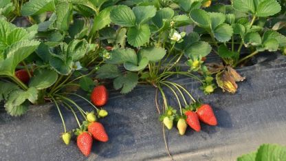 Kadriye çileğine coğrafi işaret başvurusu