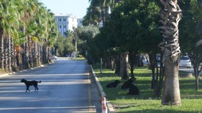 Akdeniz Üniversitesi’nde güvenlik endişesi