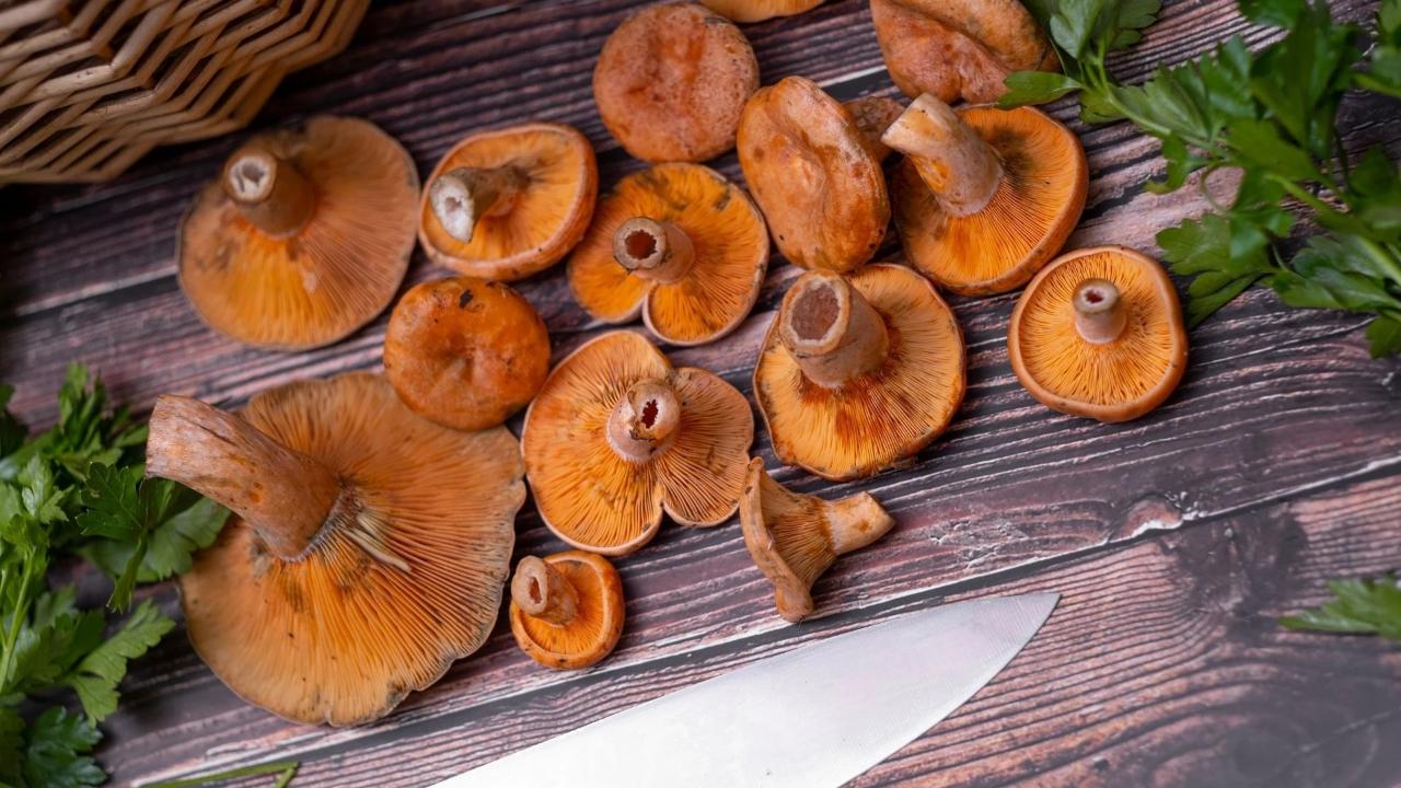 Antalya’da vatandaşlara ek gelir oluyor!