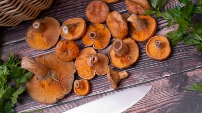 Antalya’da vatandaşlara ek gelir oluyor!