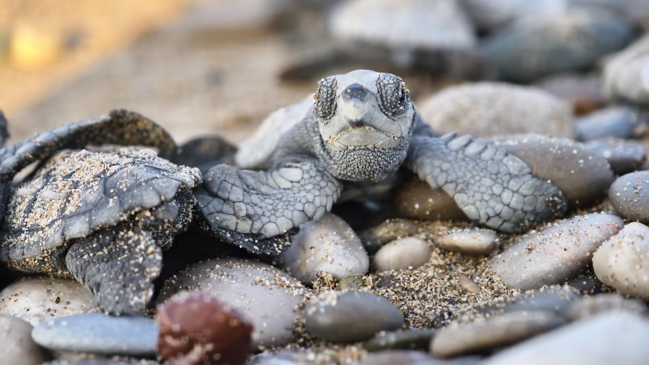 Antalya'da yarım milyona yakın caretta yavrusu denizle buluştu