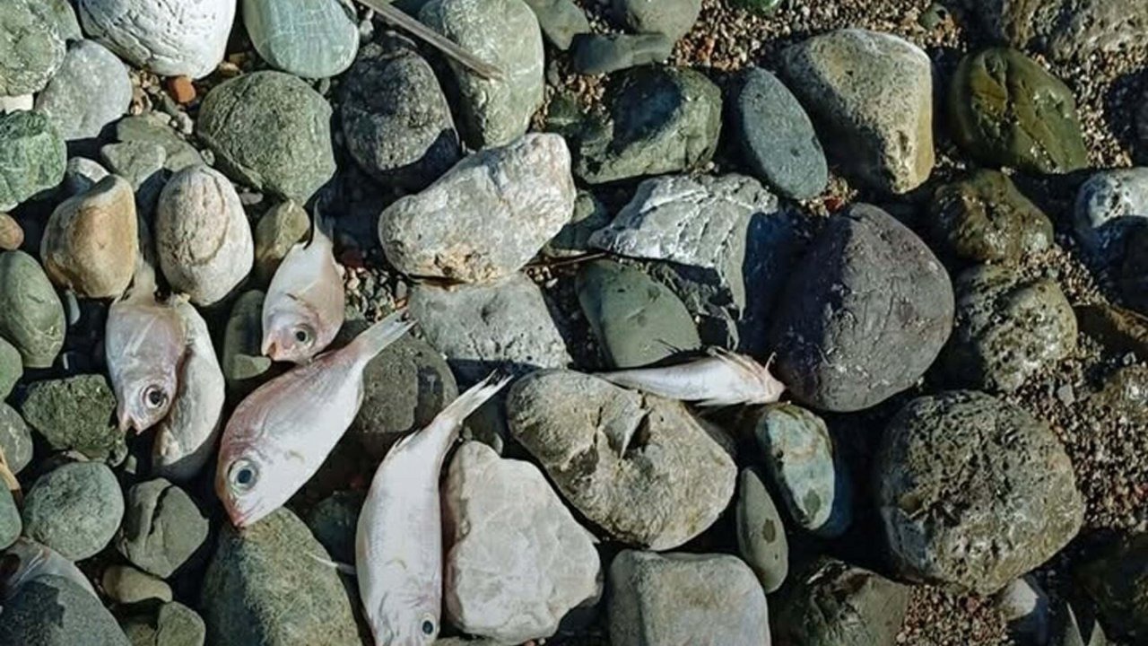 Datça'daki sahile vuran balıkların ölüm nedeni kirlilik değilmiş