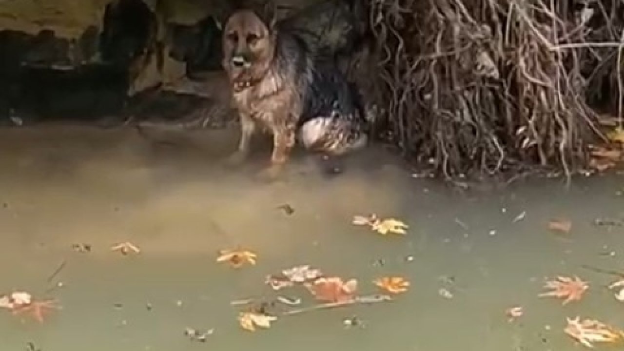 Dereye düşen köpek duyarlı vatandaş sayesinde kurtarıldı