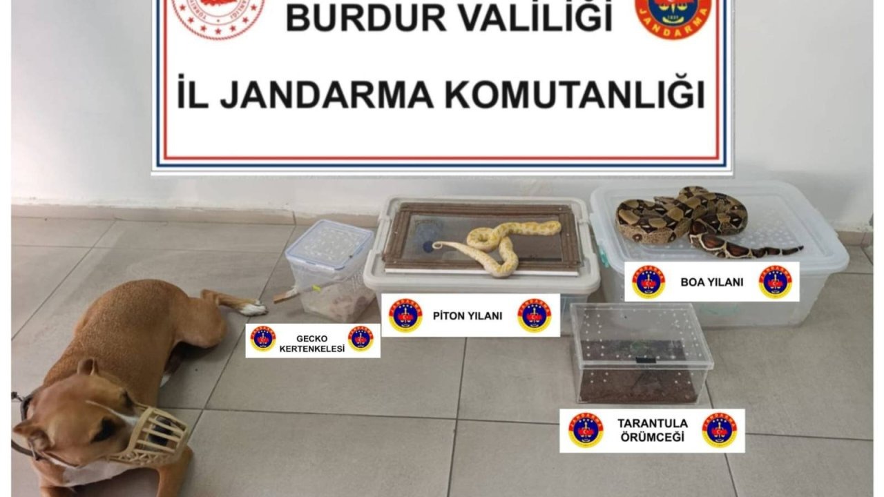 Evde yılan, örümcek ve kertenkele ele geçirildi