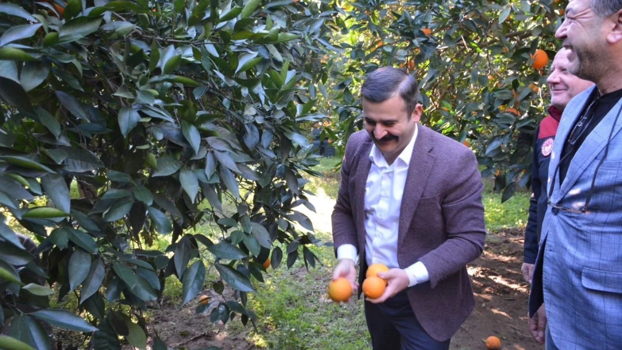 Kaymakam Kumcu, ’Köyceğiz Portakalı’ hasadına katıldı