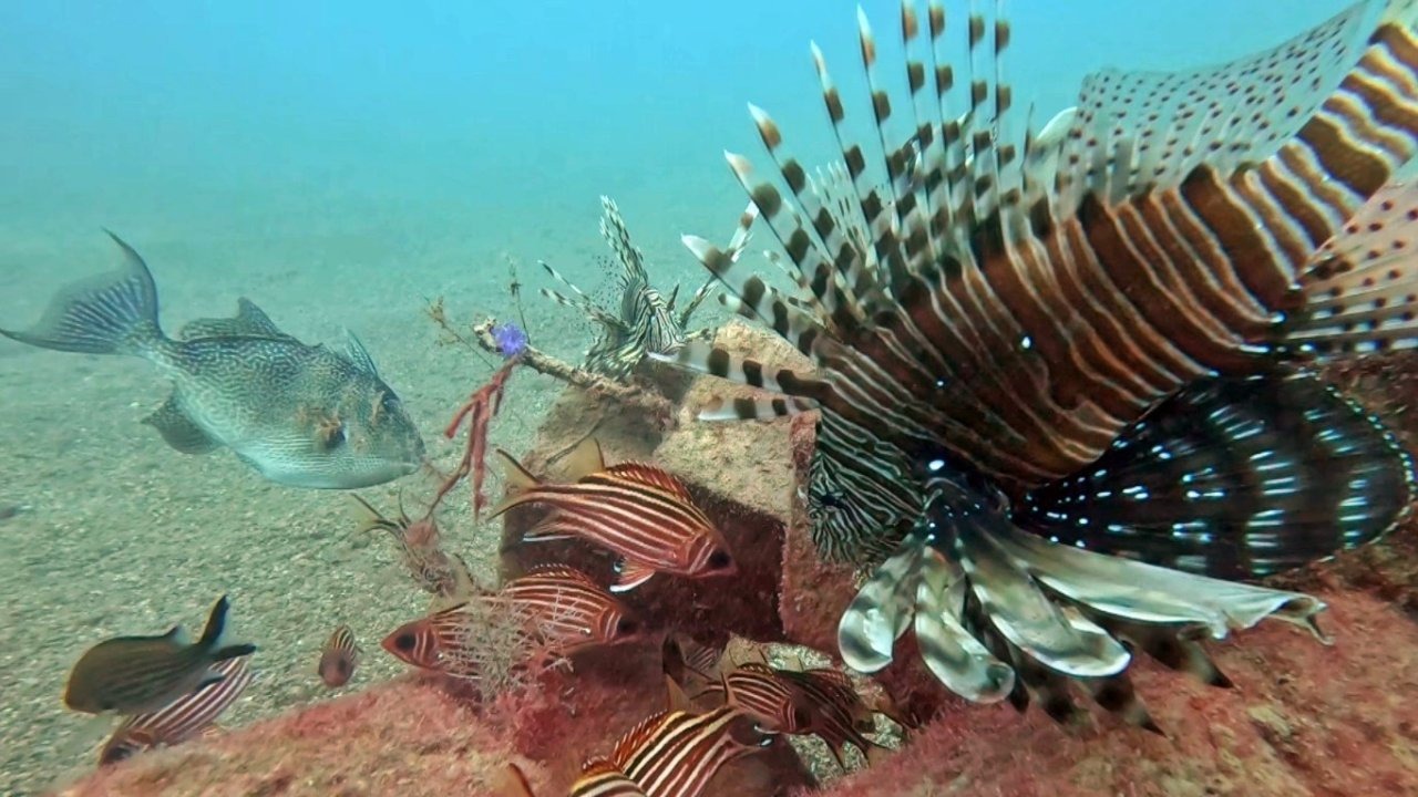 “Kızıldeniz türleri Akdeniz’de hakimiyet kuruyor”
