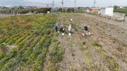 Kuraklığın rekolteyi etkilediği yer fıstığında hasat başladı