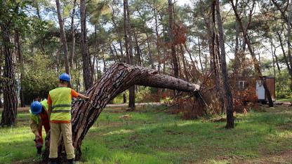 Kuruyan, risk oluşturan ve devrilen ağaçlar tespit ediliyor