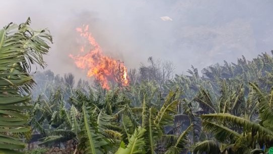 Muz bahçeleri ve makilik alan yandı