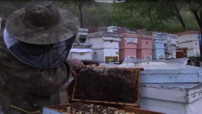 Prof. Dr. Yeninar: "Arı ölümlerinin çoğu kışlamaya bağlı ortaya çıkıyor"