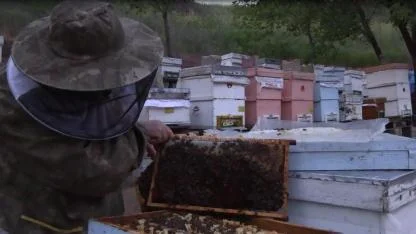 Prof. Dr. Yeninar: "Arı ölümlerinin çoğu kışlamaya bağlı ortaya çıkıyor"