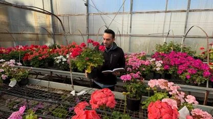 Sardunyanın yerli çeşitleri geliştirilerek sektöre kazandırılacak