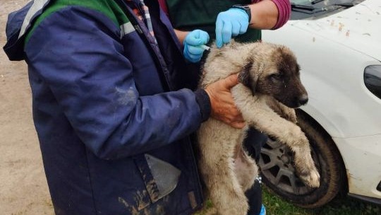 Serik'te kedi ve köpeklere çip uygulaması