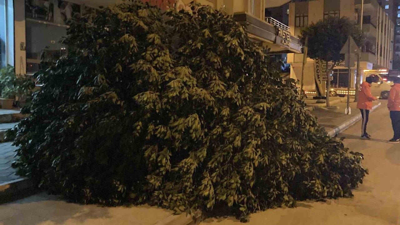 Şiddetli rüzgar ağaçları devirdi