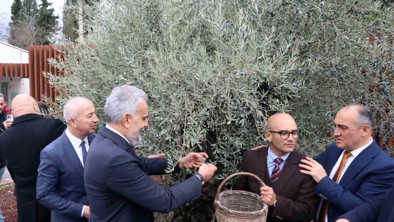 Stratonikeia’da ilk ‘Zeytin Hasat Festivali’ düzenlendi