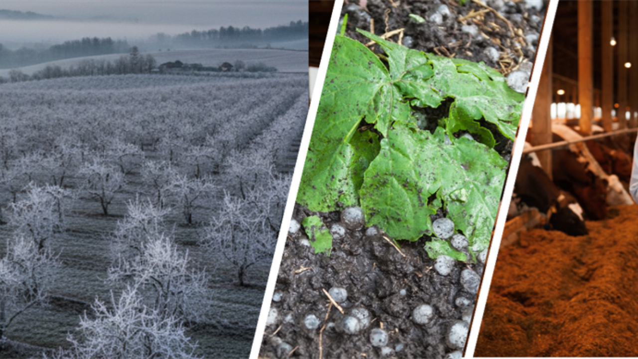 Tarım sigortaları kapsamında üreticilere hasar tazminatı ödendi