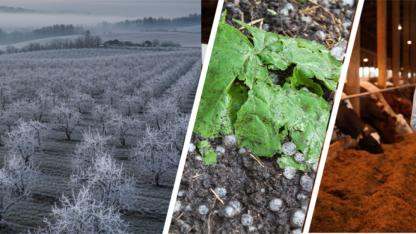 Tarım sigortaları kapsamında üreticilere hasar tazminatı ödendi