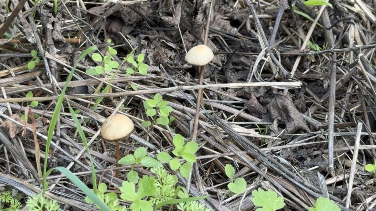 Uzmandan kritik uyarı: Yenilirken dikkat edilmeli