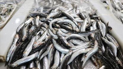 2025 yılı hamsi ihracat verileri açıklandı!