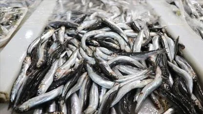 2025 yılı hamsi ihracat verileri açıklandı!