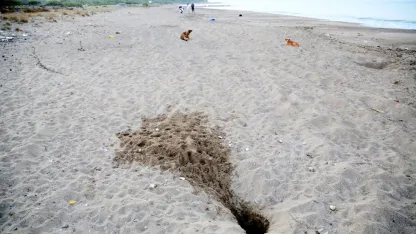 Antalya’da caretta soykırımı gibi tahribat