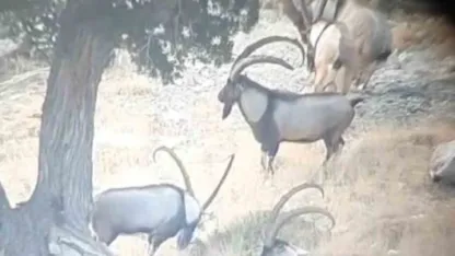 Toroslardaki yaban keçileri koruma altında