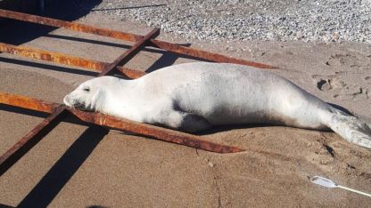 Nesli tükenmekte olan canlı Akdeniz'de görüldü