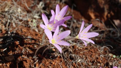 Koordinat bilgileri bile gizleniyor! Kopartmanın cezası bir servet