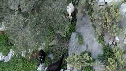 AFAD’dan keçi kurtarma operasyonu