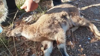 Yaban keçisi tedaviye alındı
