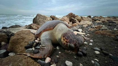 Bir caretta caretta daha ölü bulundu:15 günde 7’inci ölüm