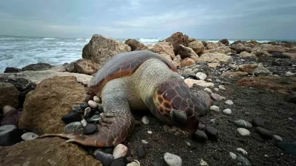 Bir caretta caretta daha ölü bulundu:15 günde 7’inci ölüm